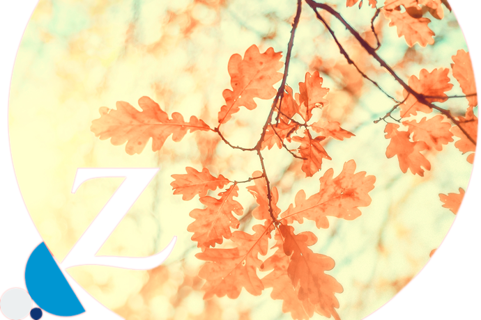 hojas de árbol en otoño